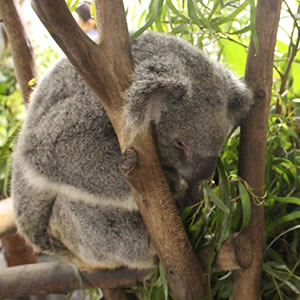 Koala Park Sanctuary